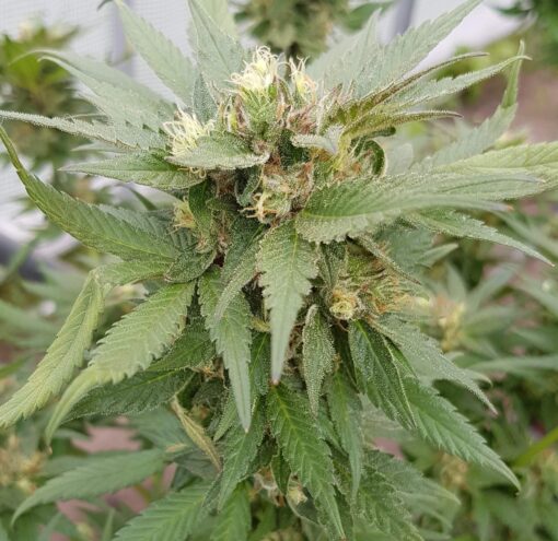 Сорт Exotic Witch Regular Royal Queen Seeds