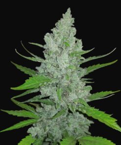 Сорт Sour Diesel Auto Fast Buds Seeds