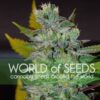 Сорт Space World of Seeds
