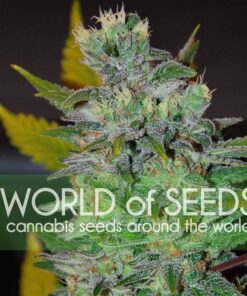 Сорт Space World of Seeds