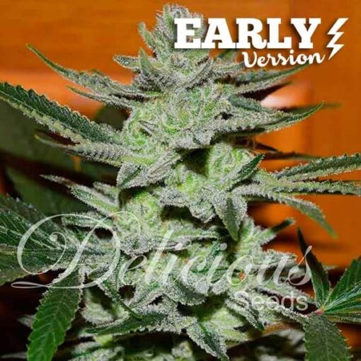 Сорт Unknown Kush Early Version Delicious Seeds